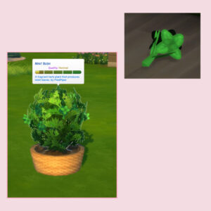 Menthe (récoltable)