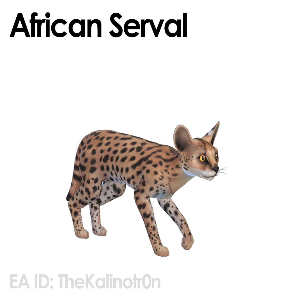 Chat serval africain