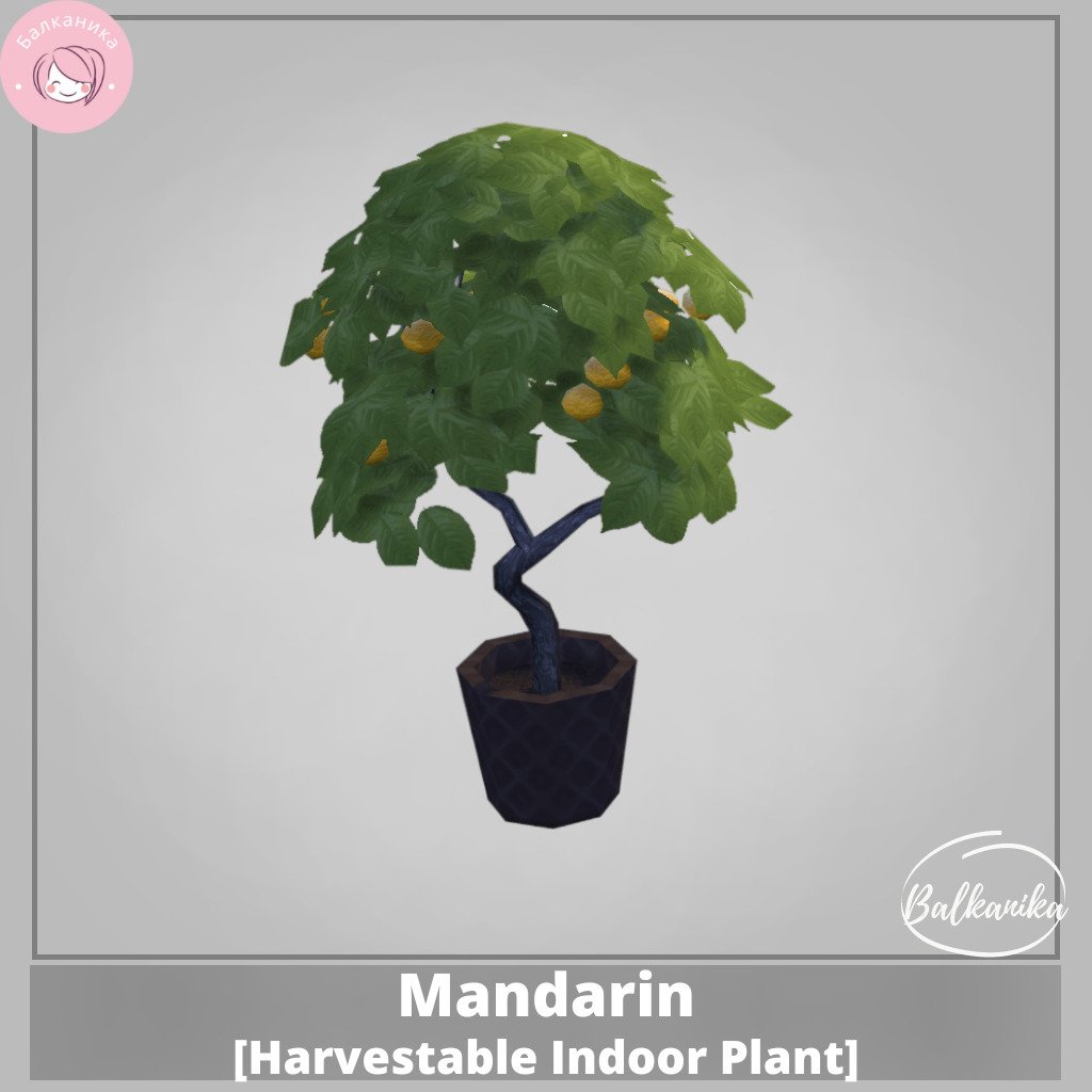 Mandarine [Plante d'intérieur récoltable]