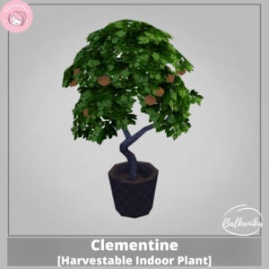 Clémentine [Plantes d'intérieur récoltables].
