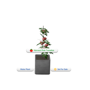 Tomate rose [Plante d'intérieur à récolter]