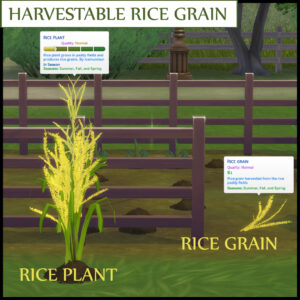 GRAIN DE RIZ RÉCOLTABLE