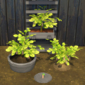 Haricot Adzuki Récolte et plantation