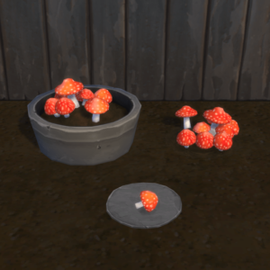 Champignon Amanita à récolter et à planter