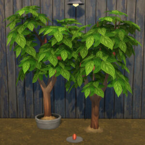 Cacao récoltable et plante