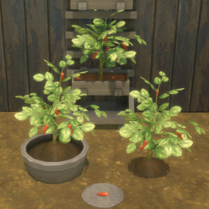 Piment récoltable et plantable