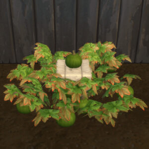 Citrouille verte à récolter et à planter