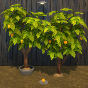 Mangue à récolter et à planter