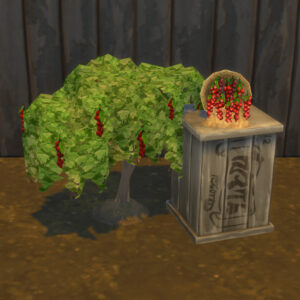 Groseille à grappes rouges Récolte et plantation