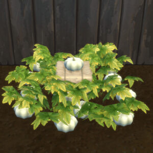 Potimarron blanc à récolter et à planter