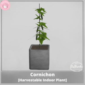 Cornichon [Plante d'intérieur à récolter]