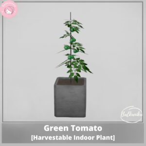 Tomate verte [Plante d'intérieur à récolter]