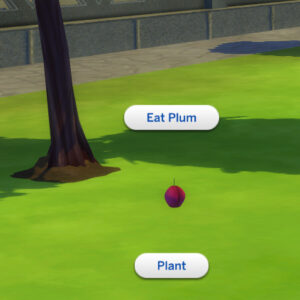Prune récoltable