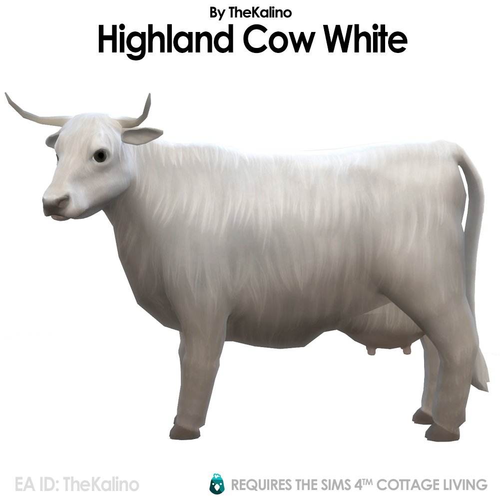Highland Cow White pour l'étable