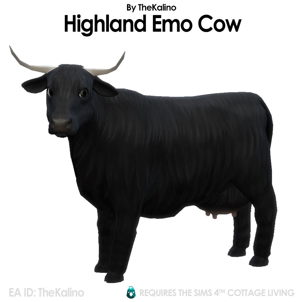Vache Highland Emo pour l'étable