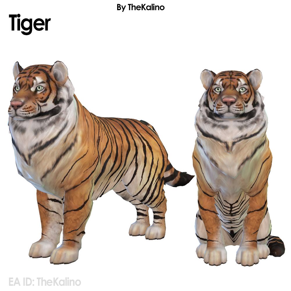 Tigre du Bengale - Chien