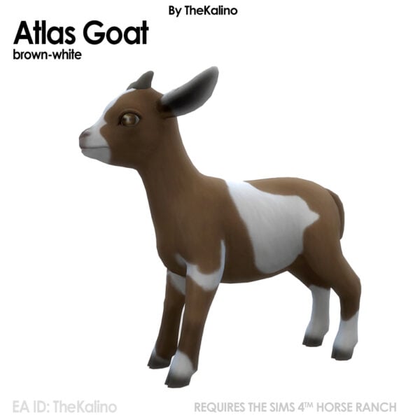 Chèvre de l'Atlas
