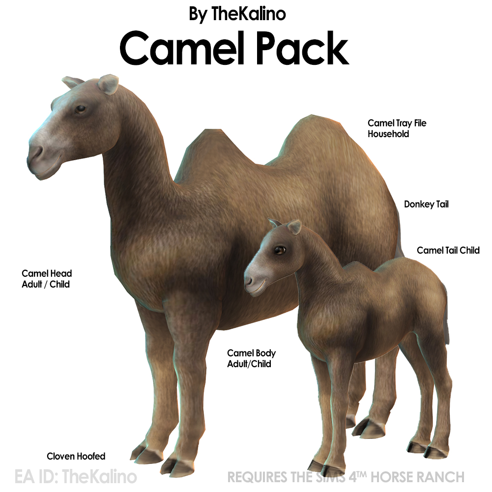Camel Household
