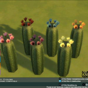 Cactus