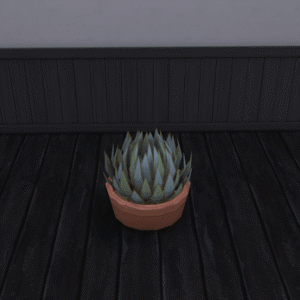 Récolte d'agave