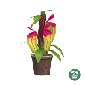 OLIOLI Plante piège à hirondelles