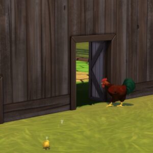 Les poules peuvent utiliser les portes pour animaux
